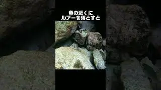 【水中映像】ルアーの穴釣りが楽しすぎる【カサゴ・ガシラ】 #shorts #釣り #fishing #海釣り