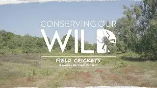 Conserving our Wild: field crickets &ndash; a nature recovery project