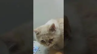 Healing Starts With a Kitten 🐾💖#cute #cat #kitten #meow #funnycats