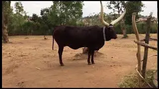 Rwanda's royal Inyambo cows
