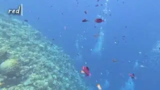 Diving Bunaken & Siladen - North Sulawesi