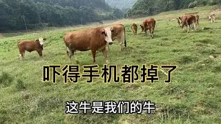 国庆节带两娃放22头牛，帮老公分担一点累！却遇到一头疯牛调戏！ #我的乡野山居生活 #放牛娃 #农村生活 #三农流量扶持计划