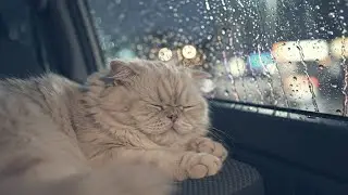 Cozy Van Night with Gentle Rain  Relaxing ASMR