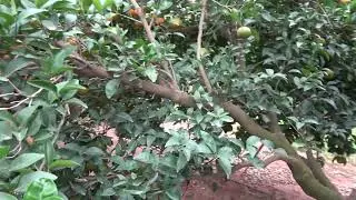 11) Afourer mandarin growing under nets – autumn watershoot pruning