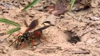 Great Golden Digger Wasp (Sphex ichneumoneus) Storing a Katydid