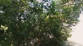 DEEP INTO THE MANGROVE FOREST( SUNDERBAN)