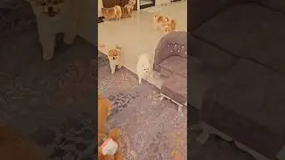Naughty Dog Surprise His Owner 😊