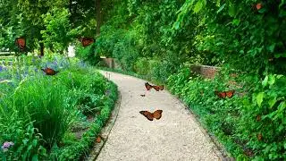 @N0_1 Discover the Relaxing Power of Butterfly Flight ★382