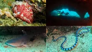 Diving Gato Island