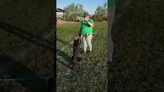 Las Vegas Dog Training