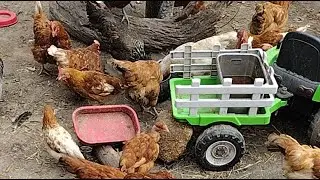 Happy chickens live stream 🎉 cam,!!!!!! please like and subscribe 😄.
