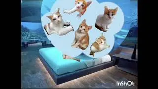 Le chat coquin #dr&ocirc;le #humour #chat #montage