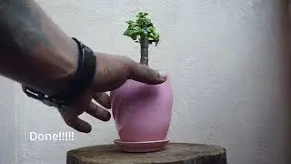 Repotting Mini Jade Bonsai 🌱 | Broken Pot to New Ceramic Pot
