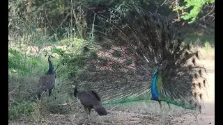 Peacock is dancing and has attracted two females too mate