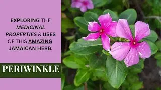 EXPLORING the MEDICINAL PROPERTIES & USES of PERIWINKLE (CATHARANTHUS ROSEUS) / Earth's Medicine