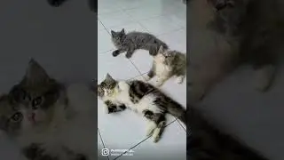 Anak kucing persia himalaya siap adop ❤️ lucu gemoy semua 😍