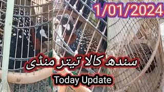 kala Teetar Mandi /#teetarmandi /#Kalateetar #qudratbirdstv