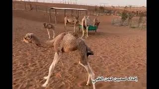 ولم غربي هواكم: كلمات معالي الدكتور مانع سعيد العتيبة أداء: الفنان صالح سعيد -إهداء لمحبين هجن الظبي