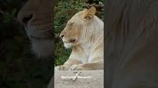 The True Power Behind the Pride