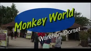 Monkey World Wareham Dorset 12 08 2021