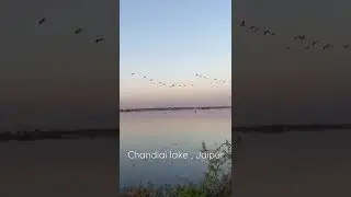Chandlai lake , jaipur, Subscribe for full videos #lake #peace #pelican #jaipur #sunset #rajasthan