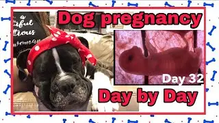 Using YOGURT in your pregnant dog 🐶 Boxer Dog PREGNANCY🦮 week 4🐕&zwj;🦺Day 32❤️-
