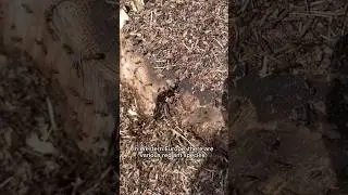 Red wood Ant 🐜 Formica rufa #wildlife #nature #status #woodworking