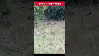 python vs leopard real fight _ snake leopard fight status #animals #snake #leopard #wildanimals