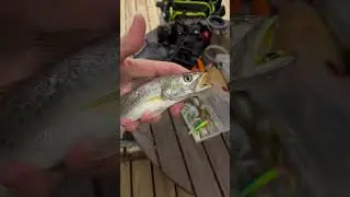 Baby speckled trout!!! #fish #trout #alabama #fyp #outdoors #fishing