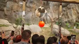Panda Twins play fight up a tree 