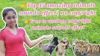 Top 35 amazing animals sounds effect| no copyright |  ArenasPBC TV