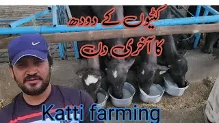 Kattiyon ki last milk feeding || katti farming in Pakistan || katti business in Pakistan