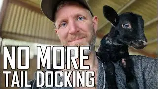 A Jacob Sheep Experiment with my March Update (Plus Piglets!)
