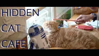 🇹🇭 Hidden Cat Cafe in Bangkok, Thailand