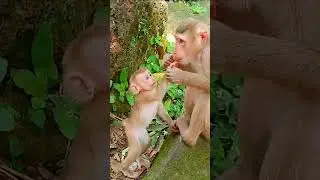 Most Adorable & Funny Monkey Family Life In The Jungle | Nice Clip Baby Monkey Show