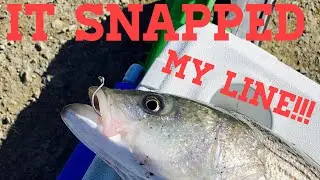 Suisun, California Striper Fishing With Live Bait | The Striper Show