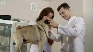 Understanding Pug Allergies  Tips!