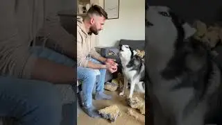 Toys for huskies #shorts #humor #jokes #shortsviral #funny #shortsfeed #ai #dogs #cat