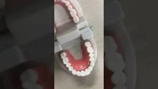 Dental Model Close-Up: Examining the Upper and Lower Jaw#dentalmodel #teeth #jaw