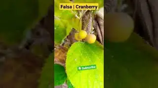 Is it Falsa 🍒  Fruit Cranberry ? | Blackberry | Grow at home | Grewia