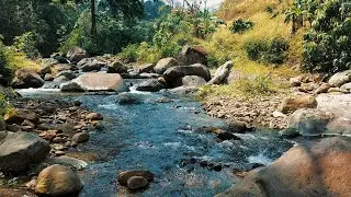 Deep Relaxation & Better Sleep • Soft River Stream Flowing Through Stones in Warm Forest Light