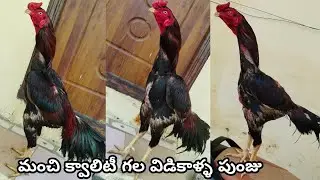Super Quality Vidikalla Reza Cross Punju||Yakudh||9848167071||@StarQualityFarms01..!