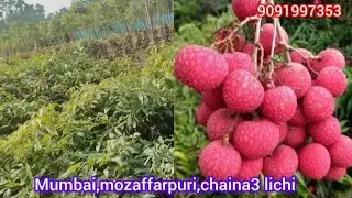 Mumbai, chaina3, Muzaffarpur lichi plants available here all over India supplier. Wholesale nursery 