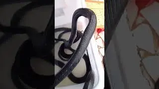 king koros full black #like #jiongideralam #subscribe #snake #kingkoros #viral #ularbesar