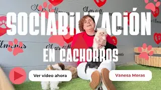 La importancia de la socialización en perros desde cachorros