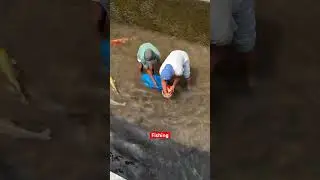 The Future of Fish Farming: Extreme Techniques in 2025 #youtubeshorts