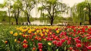 Episode 5 - Problems faced during the creation of Floriade - Floriade 2015