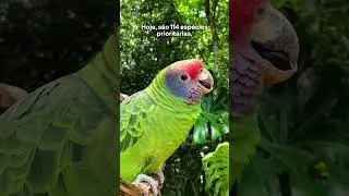 Voc&ecirc; sabia que existe um Plano Nacional s&oacute; pra proteger aves amea&ccedil;adas da Mata Atl&acirc;ntica? ✨ 🦜