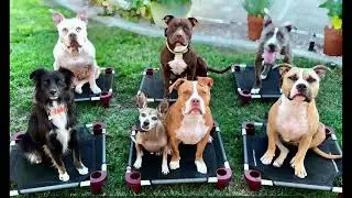 Dog training in vegas.