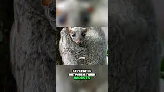 Amazing Gliders! 😱 Colugo vs. Flying Squirrels! 🌟 #shorts